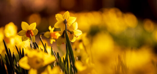 Daffodils - St Peters Church, Draycott, Somerset, UK. ID JB_4877