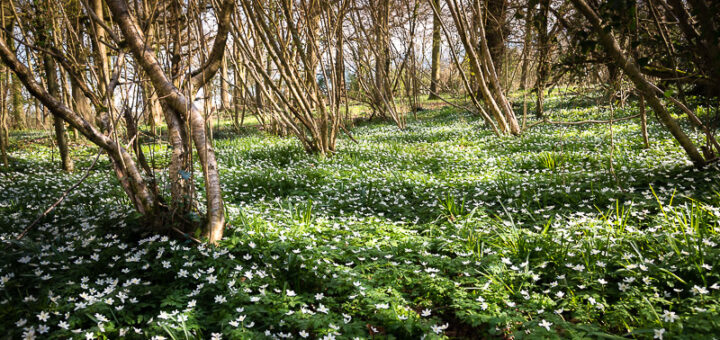 Wood Anemones - Park Wood, Somerset, UK. ID 810_3868