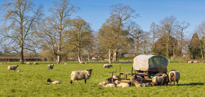 Sheep in Spring - Walton, Somerset, UK. ID JB_5571