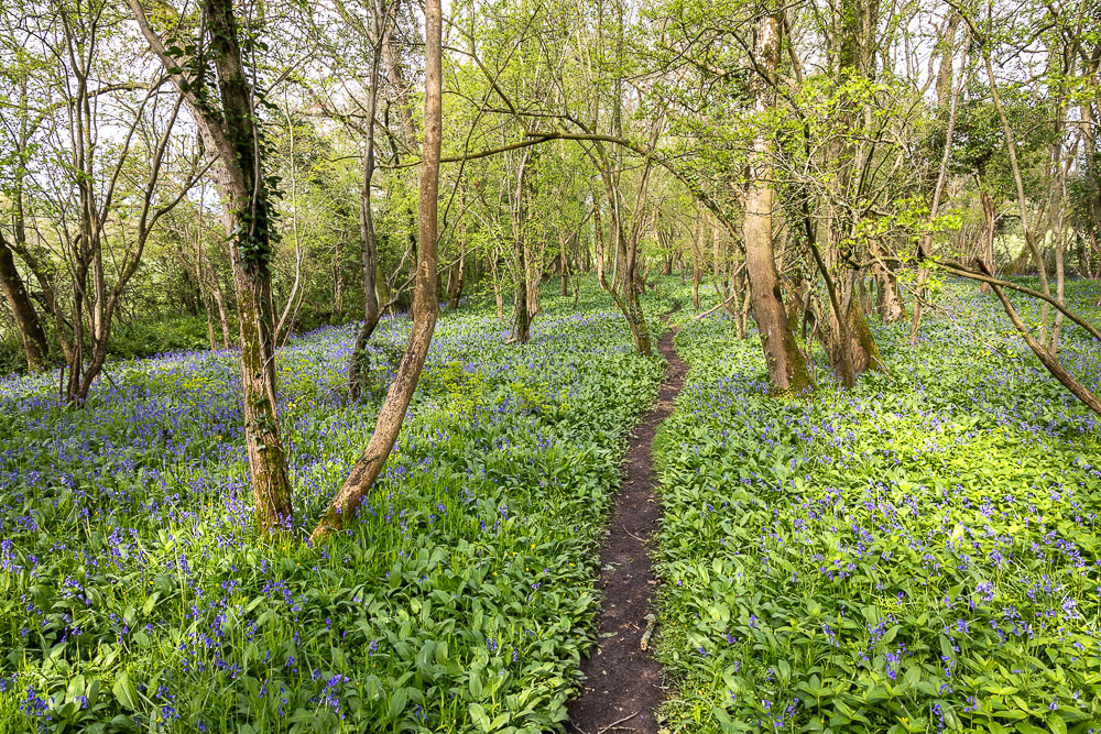 Bluebells - Wattles Wood, Nr Wookey Hole, Somerset, UK. ID JB_7315H
