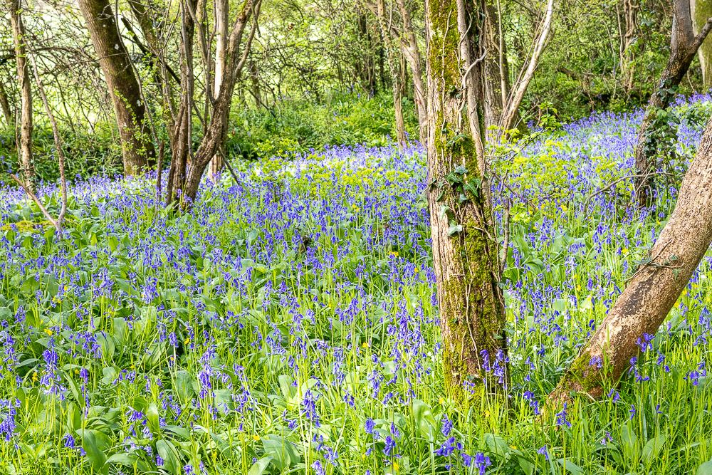 Bluebells - Wattles Wood, Nr Wookey Hole, Somerset, UK. ID JB_7345H