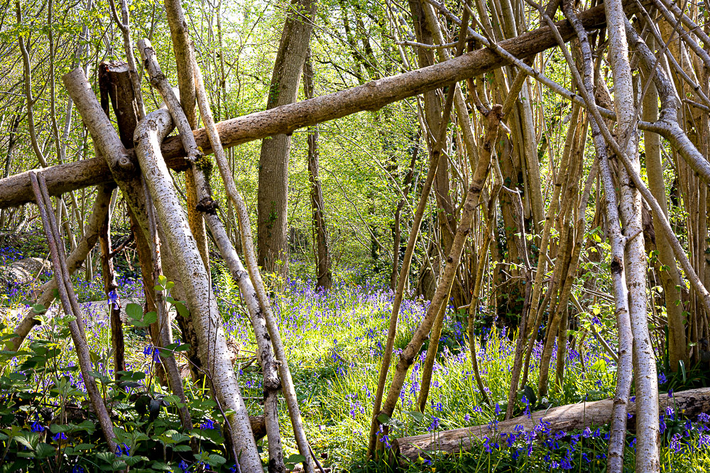 Bluebells at Kings Castle Wood - Nr Wells, Somerset, UK. ID JB_8434