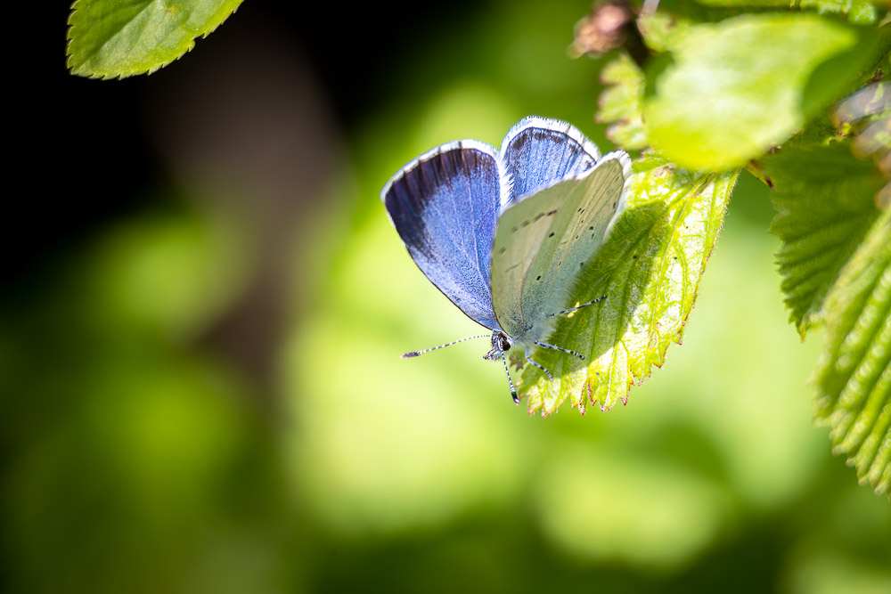 Holly Blue (Celastrina argiolus) - Wells, Somerset, UK. ID JB_9299