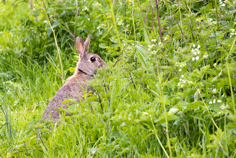 Rabbit - Wells, Somerset, UK. ID JB_9558