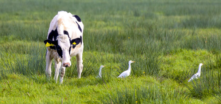 Little Egrets and Cattle - Tealham Moor, Somerset Levels, UK. ID MG_2731