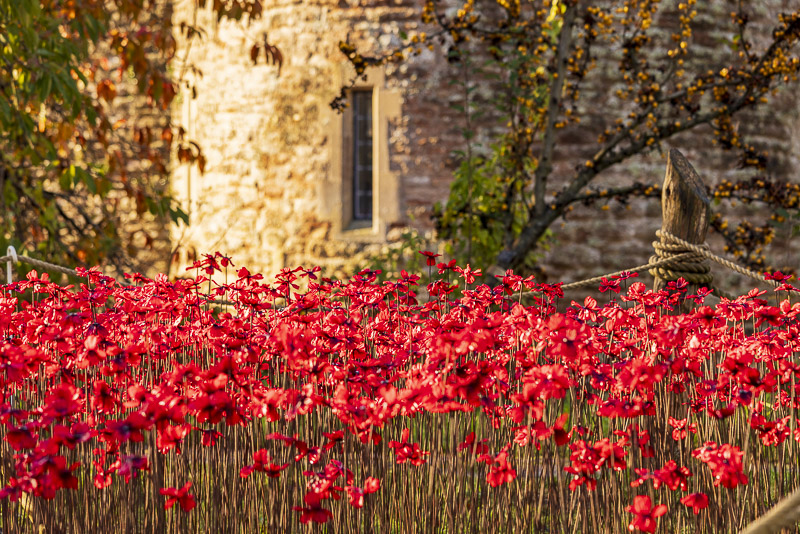 The Somerset Poppies - Bishops Palace, Wells.