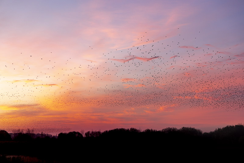 Starlings at Dawn - Ham Wall, Somerset Levels, UK. ID JB_2665