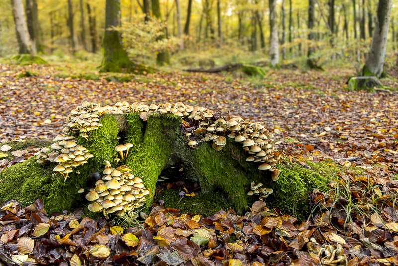 Toadstools at Beacon Hill Wood - Nr Shepton Mallet, Somerset, UK. ID JB_9971