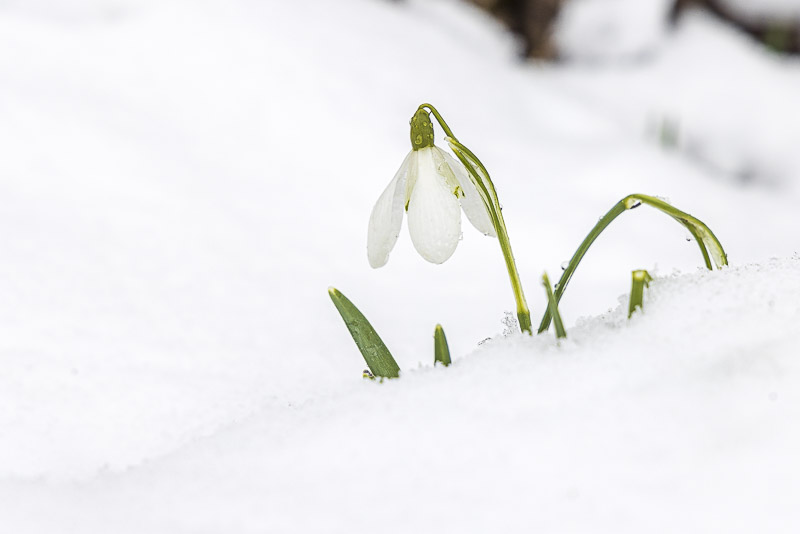 Snowdrops in the Snow - Priddy, Mendip Hills, Somerset, UK. ID JB_2879