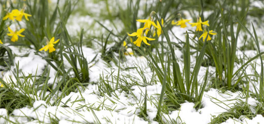Daffodils in the Snow - Chilcompton, Somerset, UK. ID JB_0633