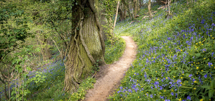 Swell Wood in Spring - Swell, Somerset, UK. ID 810_7812