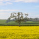 Oilseed Rape - Nr Ilchester, Somerset, UK. ID JB_4513