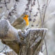 Robin - Shapwick Moor, Somerset, UK. ID IMG_7875