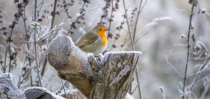 Robin - Shapwick Moor, Somerset, UK. ID IMG_7875
